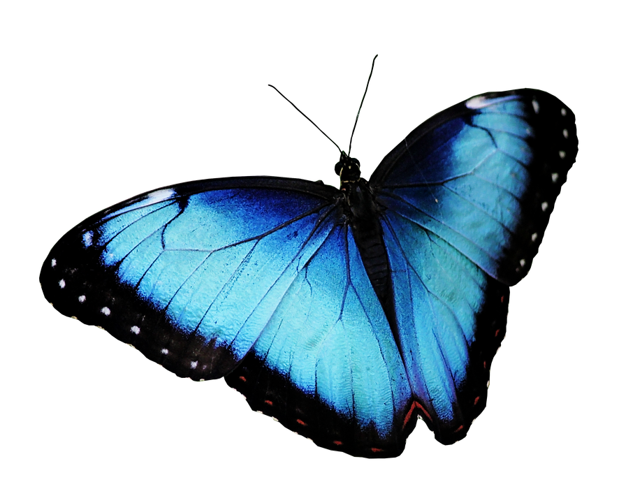 obrazek niebieski motyl